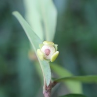 Polyalthia suberosa (Roxb.) Thwaites